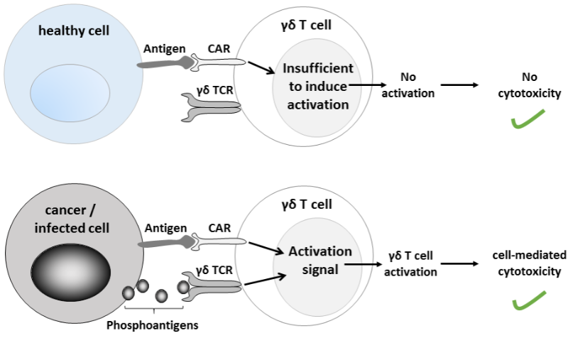 CAR-T Brings Hope for Cancer Patients, But Challenges Lie Ahead