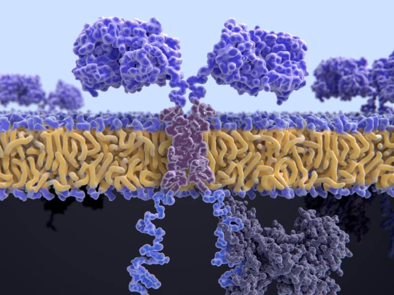 chimeric antigen receptor CAR-T cells