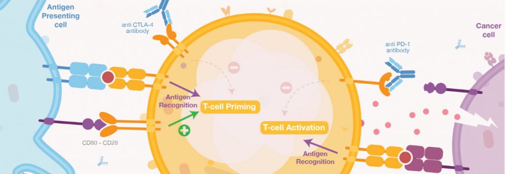 Checkpoint inhibitor