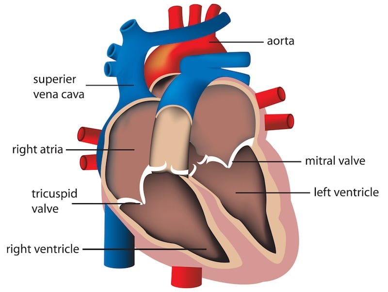 Mitral valve repair using a folding technique in patients with isolated...  | Download Scientific Diagram