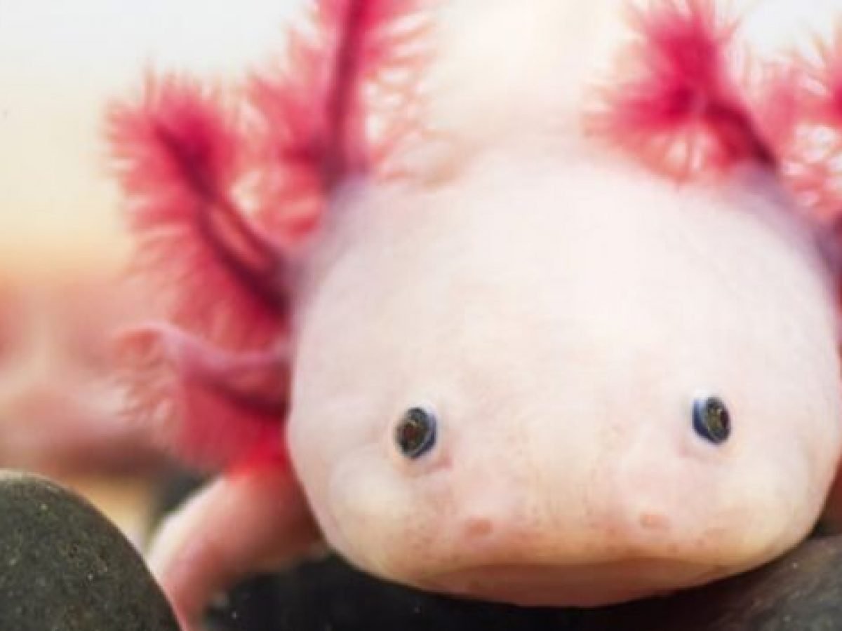 Axolotl