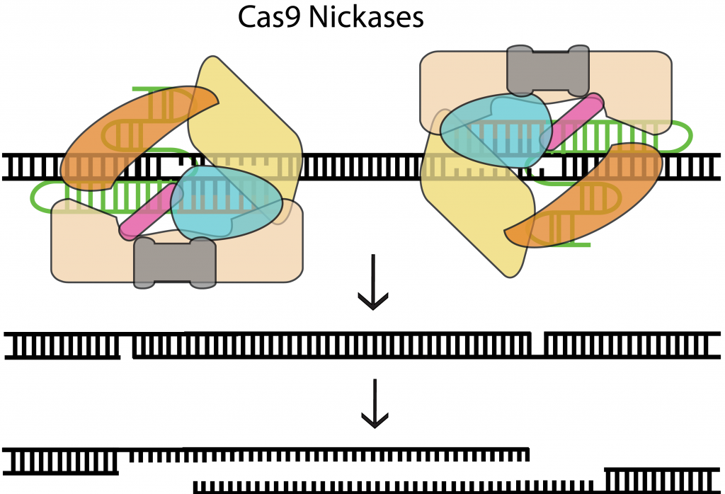 Could A New CRISPR/Cas9 System Treat Huntington's Disease?