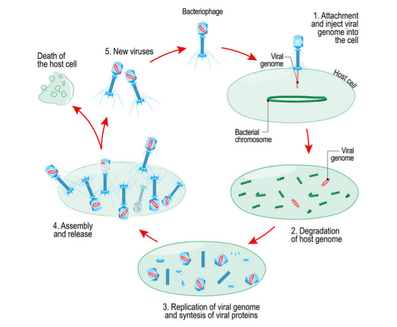 phage-prevent-food-poisoning