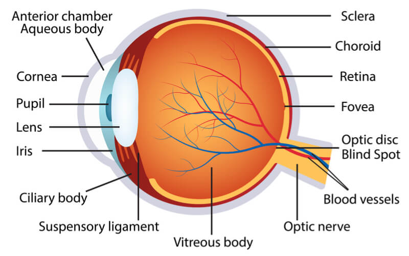 biogen-nightstar-blindness-gene-therapy