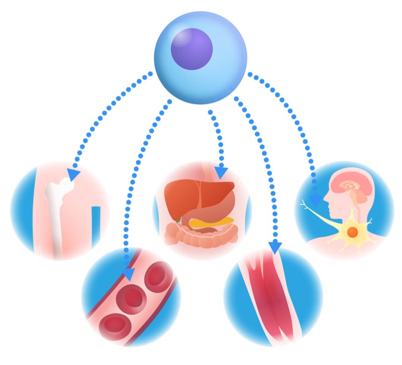 French Biotech Uses Gut Microbiota for Transplant Immune Reactions