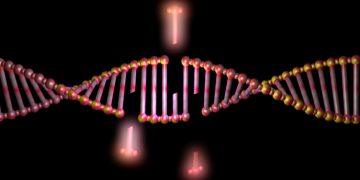 Cancer Treatment Targeting DNA Repair is Tested in Humans for the First Time