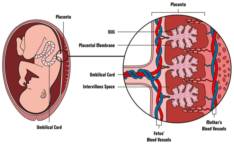 Israeli Cell Therapy for Muscle Injury Will Start Phase III Trial in US