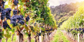 A Trojan Horse of Nanoparticles Could Fight Fungal Infections in Grapevines