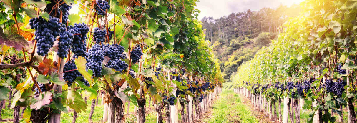 Grapevine Fungus Nanoparticle Technology