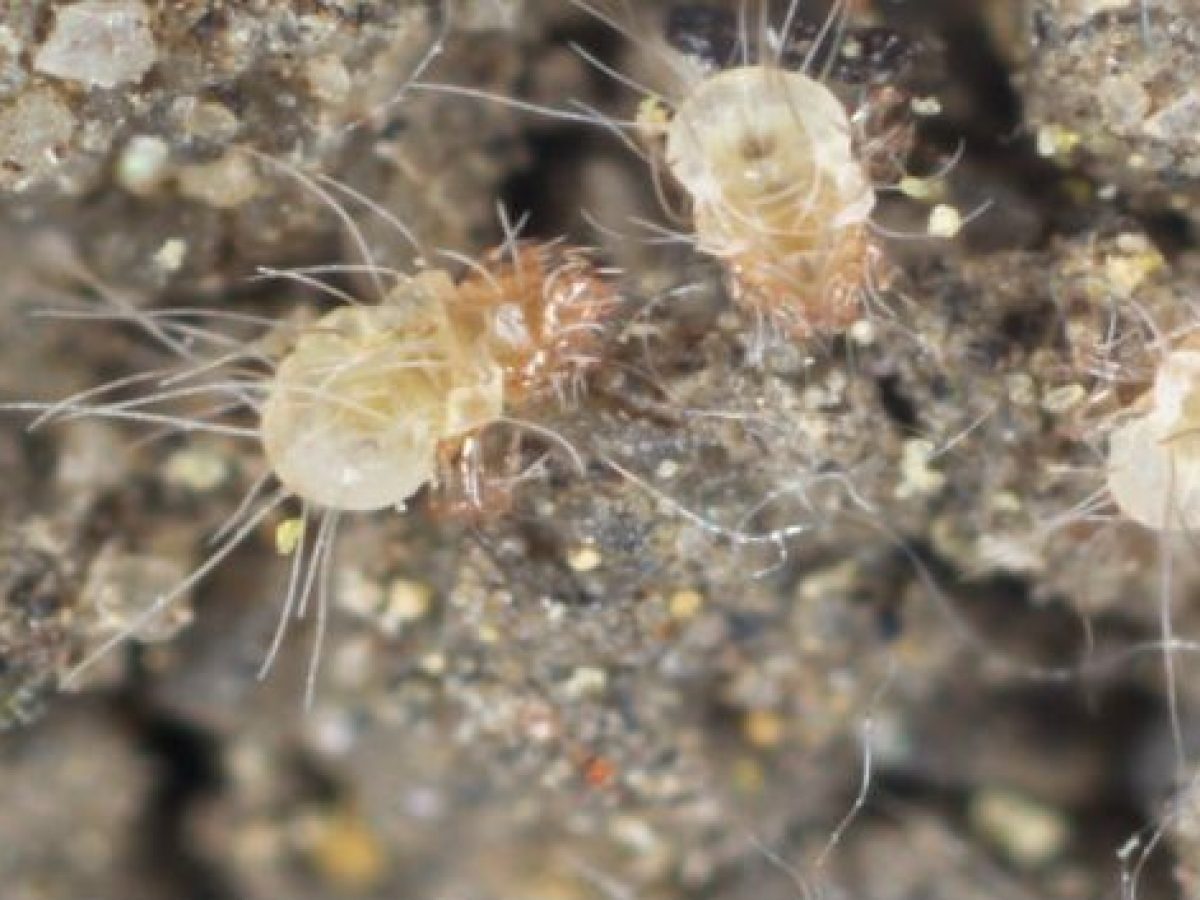 Positive House Dust Mite Immunotherapy Results For Allergy Therapeutics Positive House Dust Mite Immunotherapy Results For Allergy Therapeutics