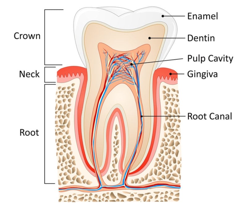 British Researchers Regenerate Tooth Enamel With Biopolymers