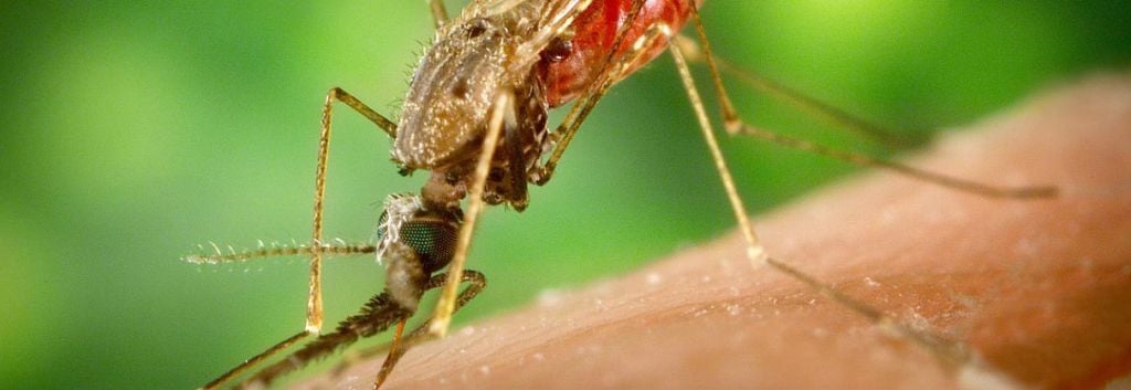 Gates Foundation Oxitec Malaria Genetically Modified Mosquitoes