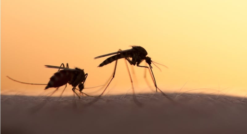 gates foundation oxitec malaria mosquito