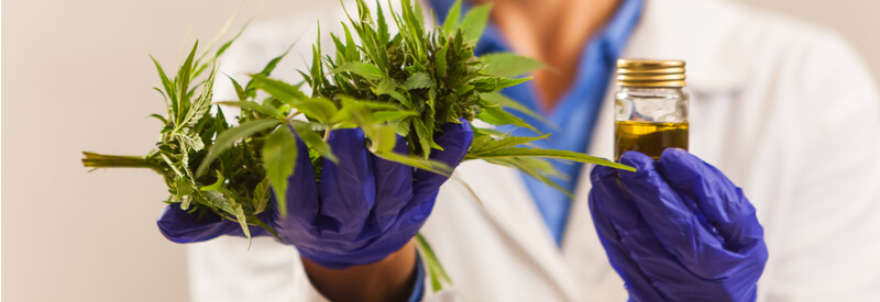 medical cannabis, cannabis, Dentons, legalization