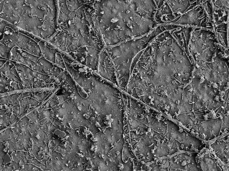 After a few weeks in soils, numerous soil microorganisms colonized the surface of the PBAT films and had begun to biodegrade the polymer. (Electron microscopy image)