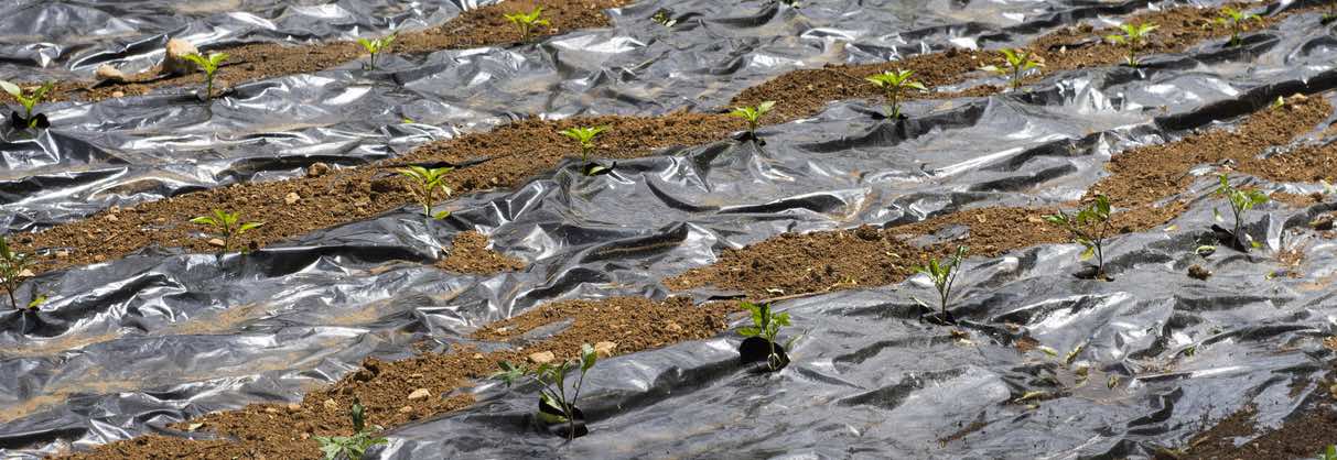 Agriculture field mulch film biodegradable plastic