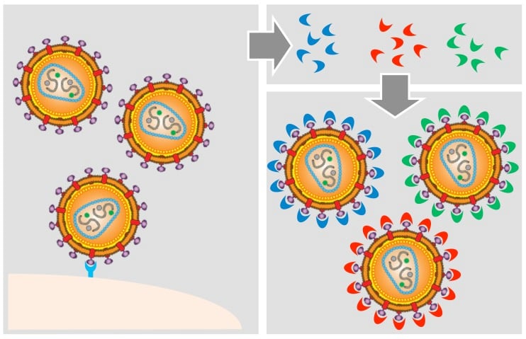 HIV prevention 