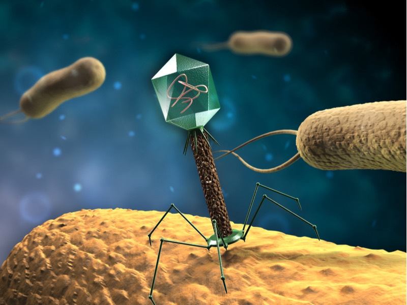 Bacteriophage Therapy - antimicrobial resistance