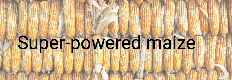 Super-powered maize