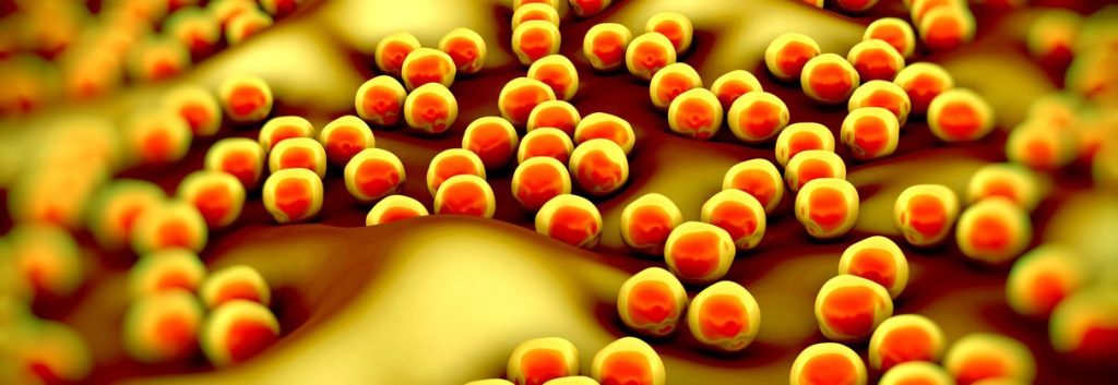 Staphylococcus aureus MRSA bacteria