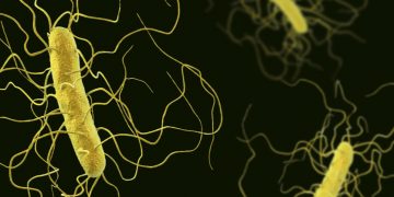 Precision Antibiotic Improves Outcome of Gut Infections in Phase II
