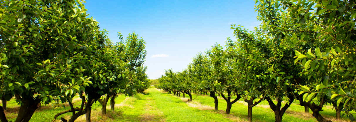 Orchard cover image