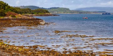 Producing biofuel with sea water cost-effective and eco-friendly