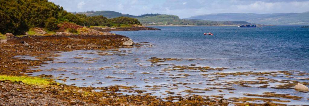 sea view plus seaweed marine biofuel news