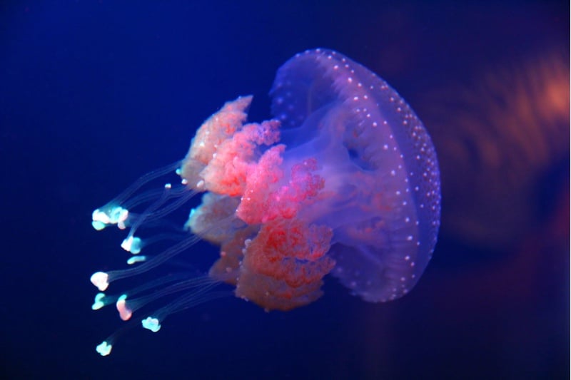 Biomimicry article - barrel jellyfish