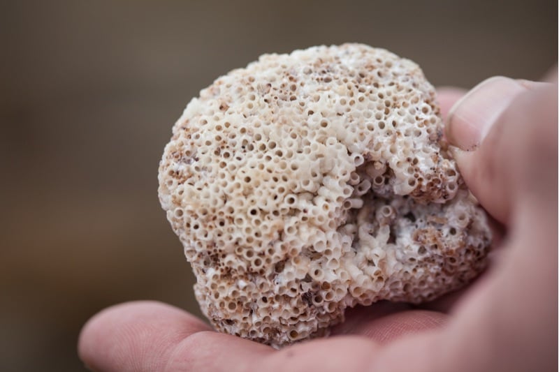 Sandcastle worm holes