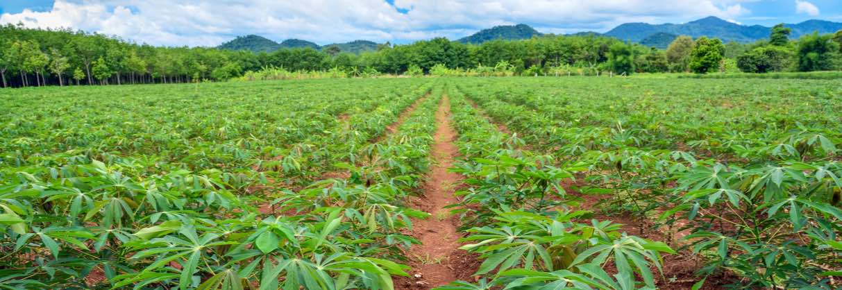 Cassava plantation CRISPR editing story