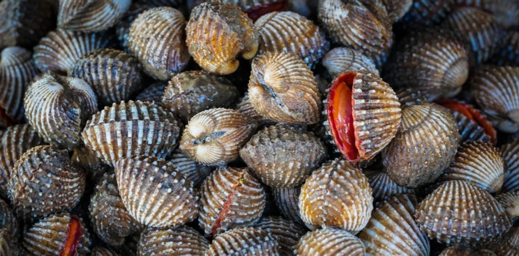 ChemoCockles 1