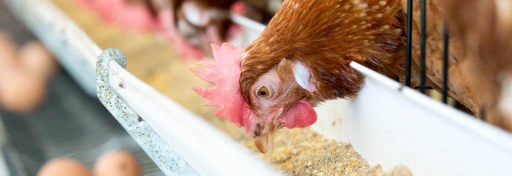 Chicken feeding Novozymes