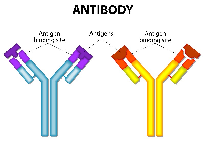 Antibodies