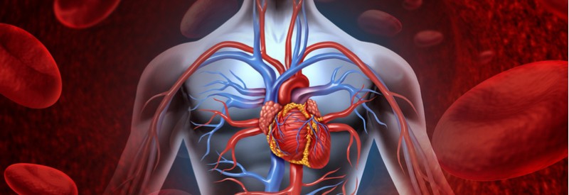 Cardiovascular system