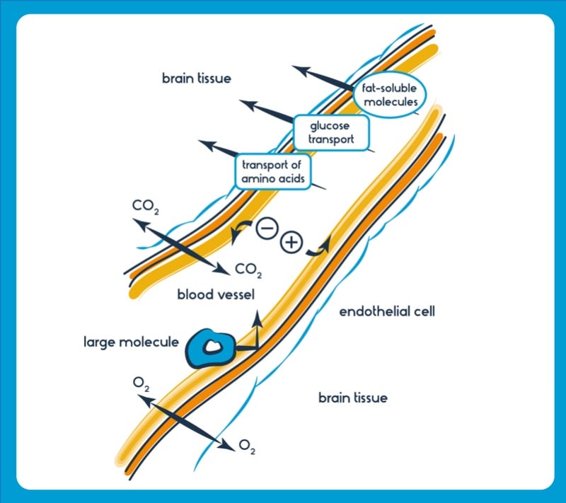 Blood-brain barrier feature - illustration of the barrier