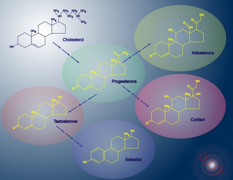 Cortisol hormone therapy - synthesis