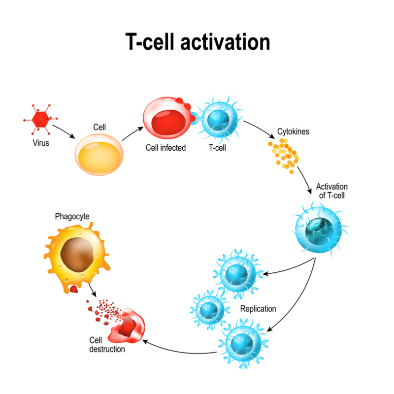 Flu vaccines article - T cell response