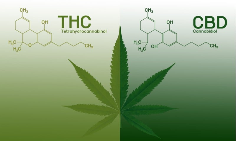 Medical cannabis GW THC CBD