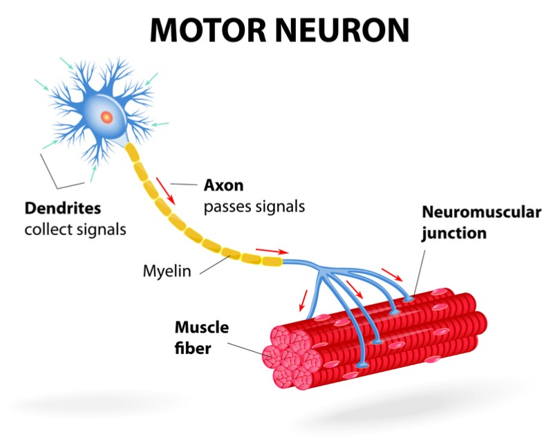 Pharnext genetic nerve disorder motor neuron