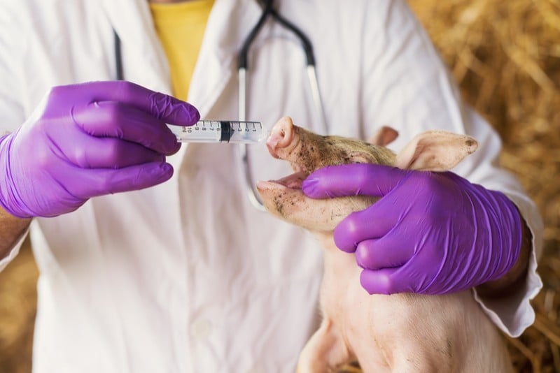 ViroVet antivirals piglet vaccination