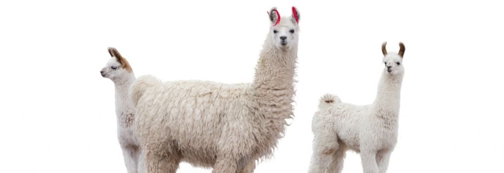 llama antibodies flu prevention