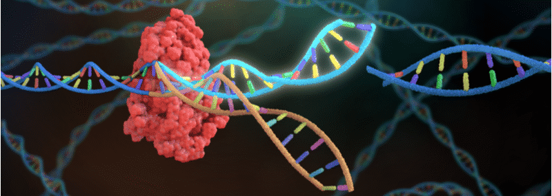 Photo of L’édition de gènes CRISPR peut entraîner une cytotoxicité et une instabilité du génome