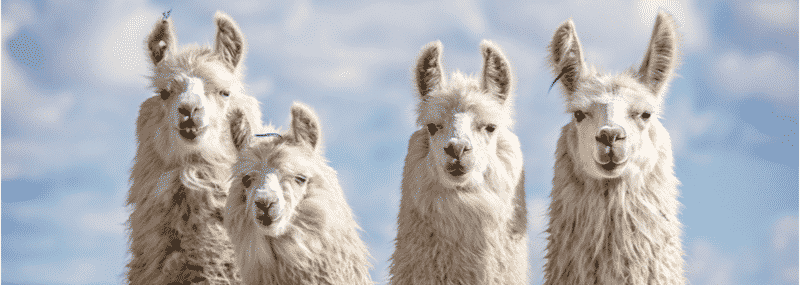 argenx, llamas, llama antibodies