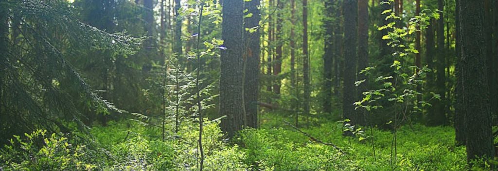 tree bark finland forest header