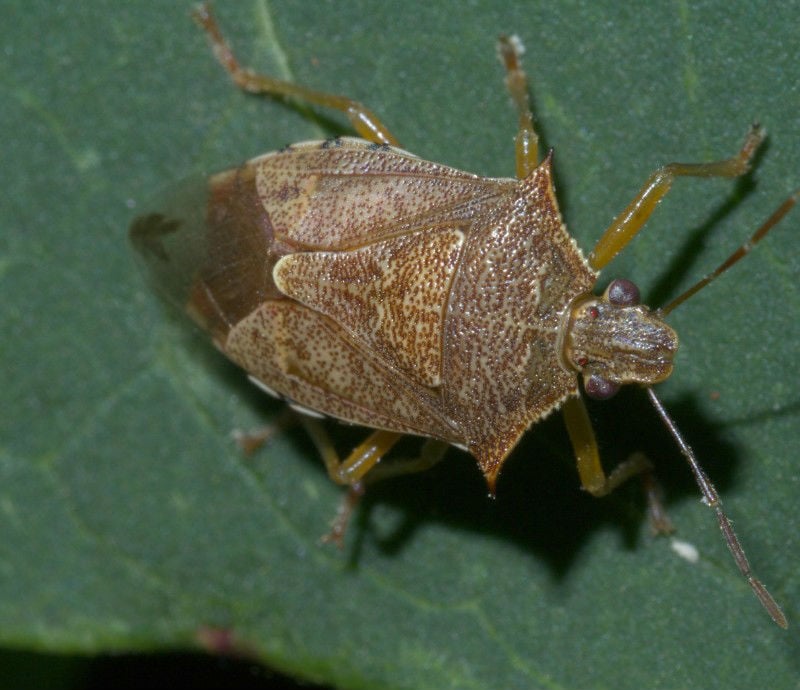 zurich polyphor antibiotic resistance insect