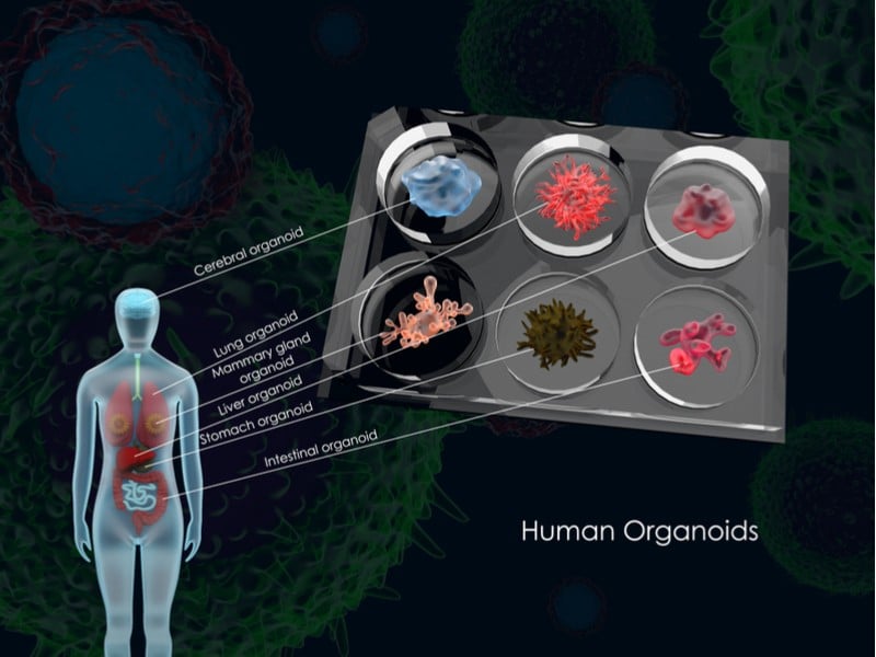 cambridge nature placenta organoid stemcell