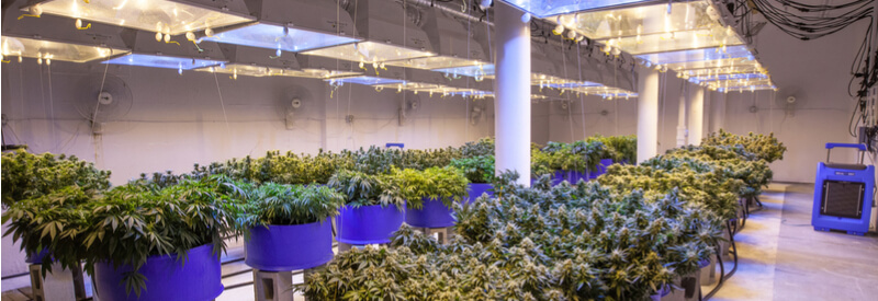 medical cannabis, legalization of medical cannabis, Dentons