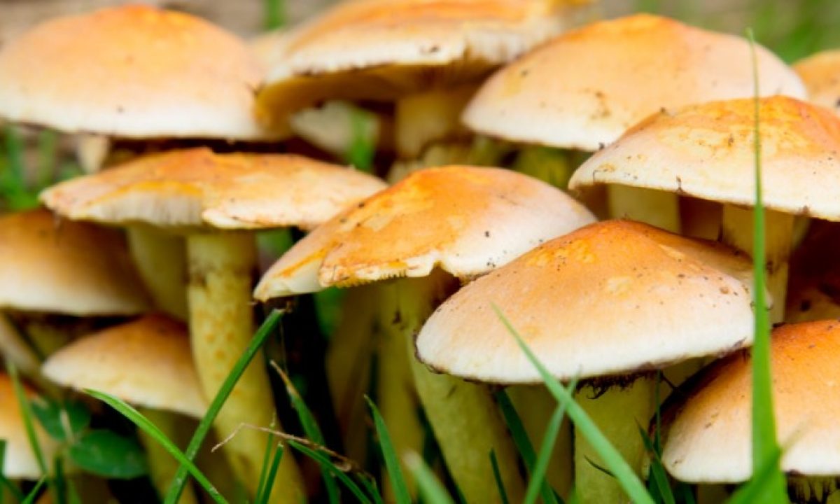 Fungi On Food