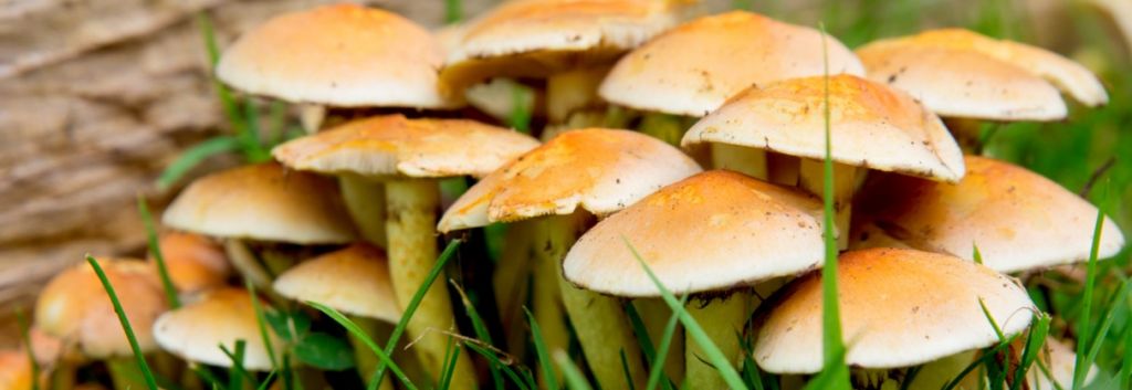 fungi food waste